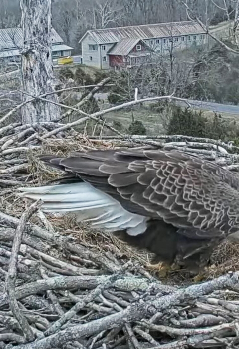 adult eagle feeding 1 day old eaglet in nest