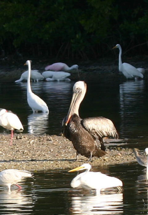 A variety of coastal birds feed in shallow waters. Egrets, pelicans, roseate spoonbills, and cormorants are all visible.