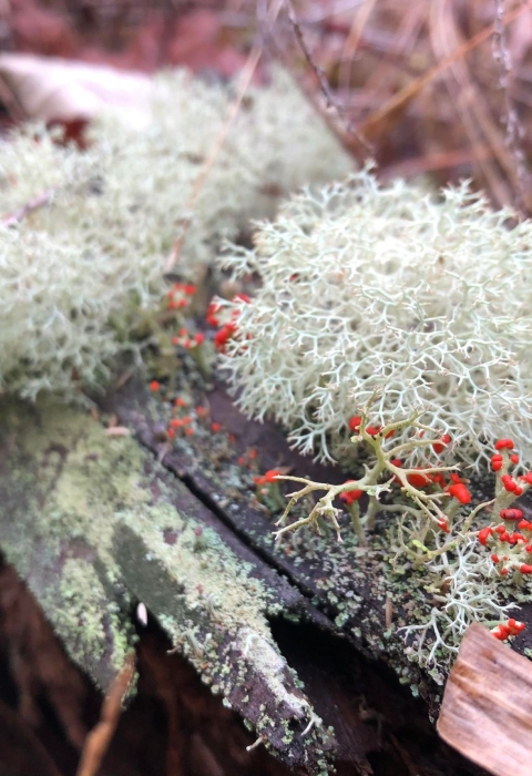 Shrubby and brightly colored lichen on a log 