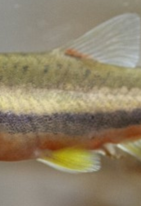 A small fish floats in water surrounded by other small fish. They have green, yellow, grey, and red scales in lateral stripes. 