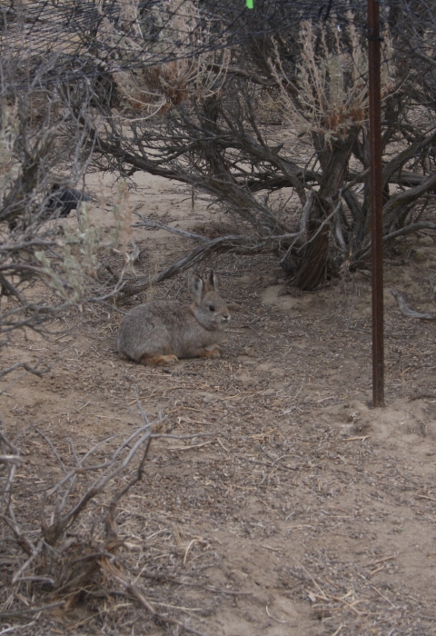 A small brown rabbit in the dry sagebrush landscape