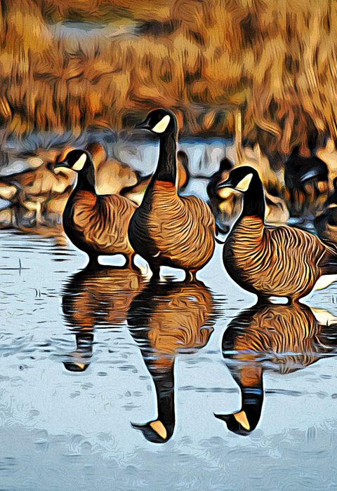 Picture of geese standing in water at William L. Finley National Wildlife Refuge. 