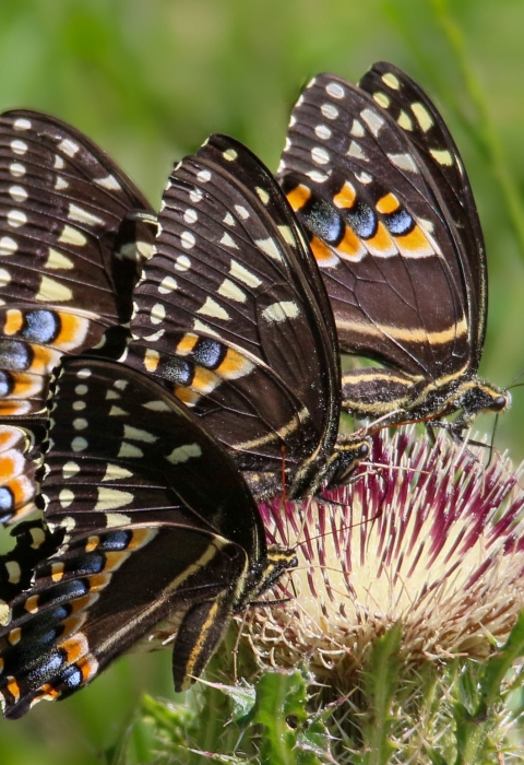 Four gold- and blue-spotted black swallowtail butterflies perch on a brush-shaped flower. 