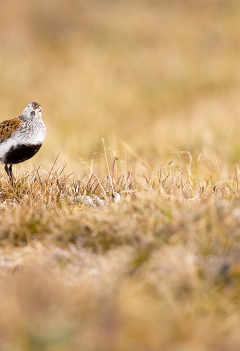 Bird with black belly and rufous wings stands on the grassy tundra looking at the camera