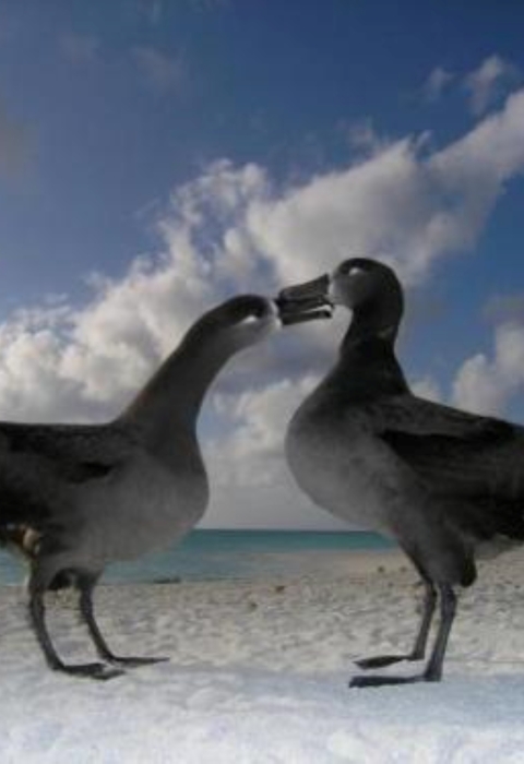 Two black-footed albatross stand along a beach. The sand is white with a blue sky and aqua ocean lay in the backdrop.