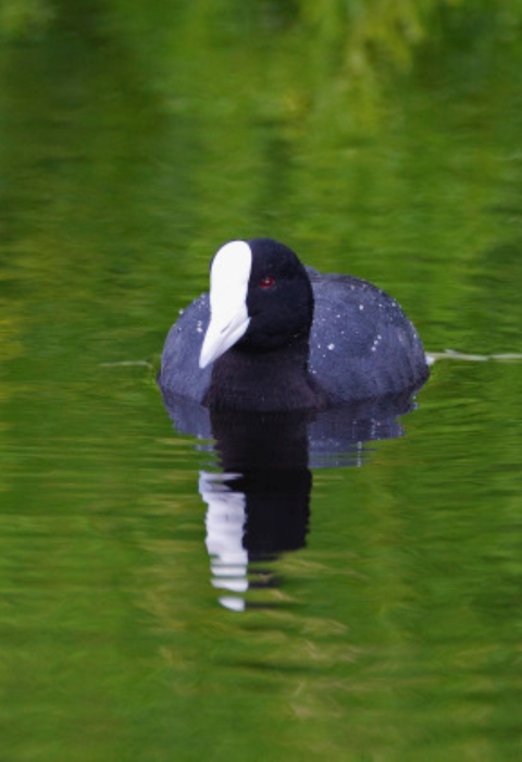 A Hawaiian coot floats on the water. It is black with a white crown and red eye. The water sit still, reflecting a hue of the green trees around it. 