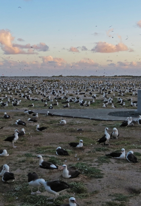 Hundreds of Laysan albatross surround the memorial dedicated to the Battle of Midway. The sun sets in the back.