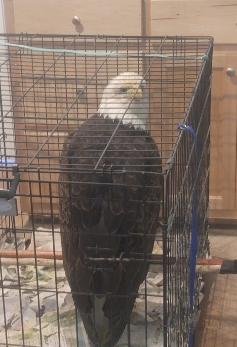 Rescue Bald Eagle
