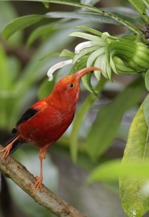An ʻiʻiwi stands on a branch. It has bright red feathers with black wings. Its long, curved beak pokes at a flower.. 