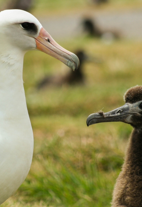 An adult albatross and juvenile albatross look at each other. The adult is white with an orange beak and large black eye. Its wings are black. The juvenile is fluffy and brown. 