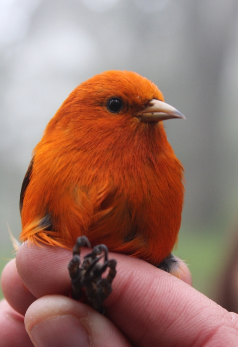 An ʻakepa beingheld. It is a bright, orange-red bird with a small beak and a black eye. 