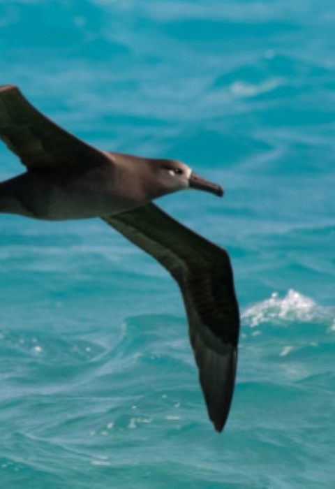 A kaʻupu soars over the ocean. It is blackish brown.