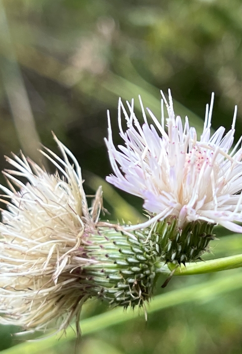 Two white thistle flowers in the foreground with a faded green forest background.