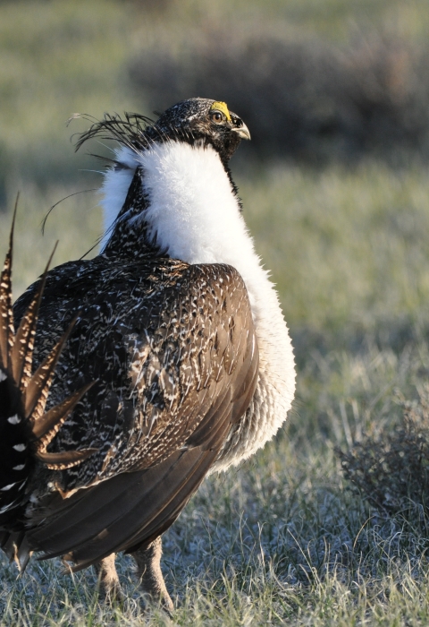An image of a brown bird with a white chest and neck standing in low grassland and sage habitat.