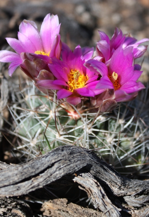 Colorado hookless cactus, a small green cactus with spines and distinctive purple and pink flowers with yellow center