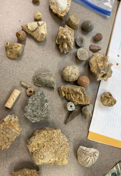 Fossils displayed on a table