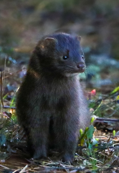 Brown, juvenile mink sits on field consisting of grasses &, wildflowers