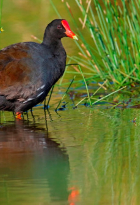 A Hawaiian moorhen stands in the water. Its reflection bounces back at it. It has a bright red crown and brownish black feathers. 