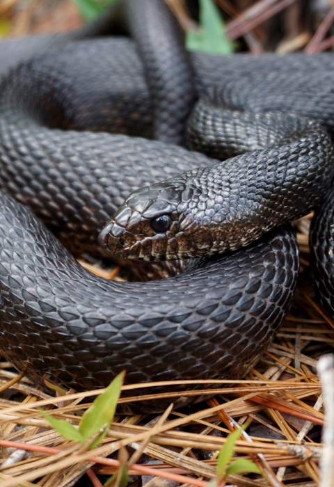 A black pinesnake rests at Camp Shelby Joint Forces Training Area, Miss., a Mississippi National Guad camp with parts in the Desoto National Forest. (date unknown)