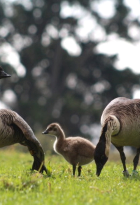 A family of nēnē walk through the grass. Two adults have tan underbellies, dark feathers and black heads. The baby has light brown fur. 