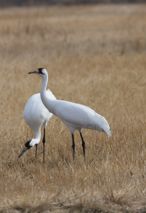 Two whooping cranes in a field
