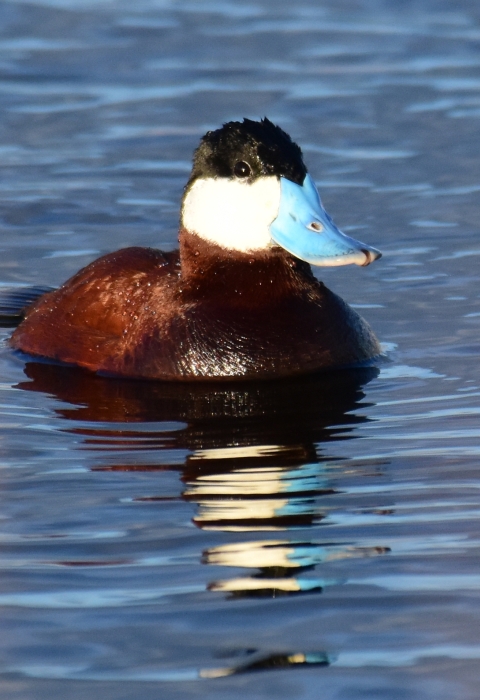 A ruddy duck in water.