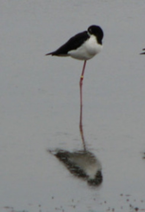 Three ae’o balance on one leg in shallow water with their heads tucked into their wings. They have black backs and white underbellies with pink legs. Their reflection bounces up from the water.