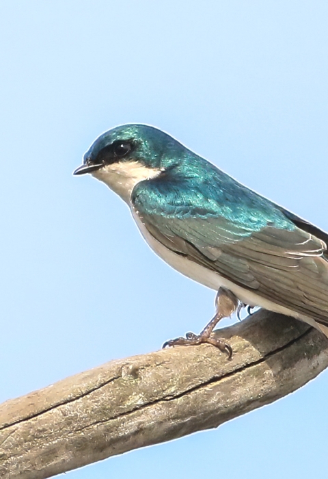 Iridescent blue, white, black and gray tree swallow standing on tree branch