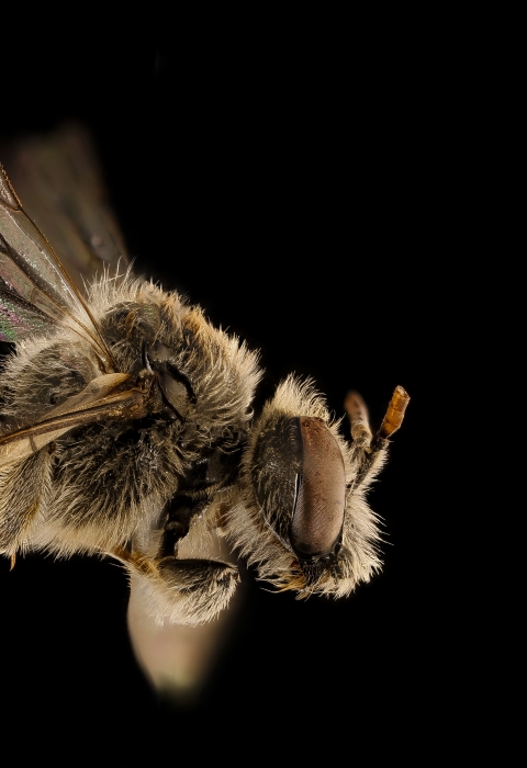 close up side view of a bee with black background