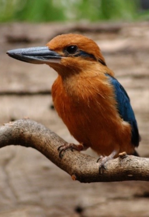 A sihek stand on a branch. It is cinnamon orange with metallic blue wings and tail. It's beak is large and black and it has a metallic blue stripe retreating from its eye like mascara.