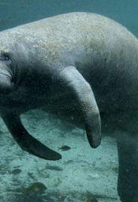 Two big mammals swim underwater 