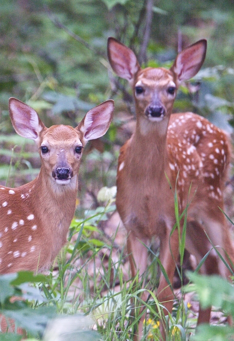 Two white-tailed deer fawns stand in green leaves facing viewer