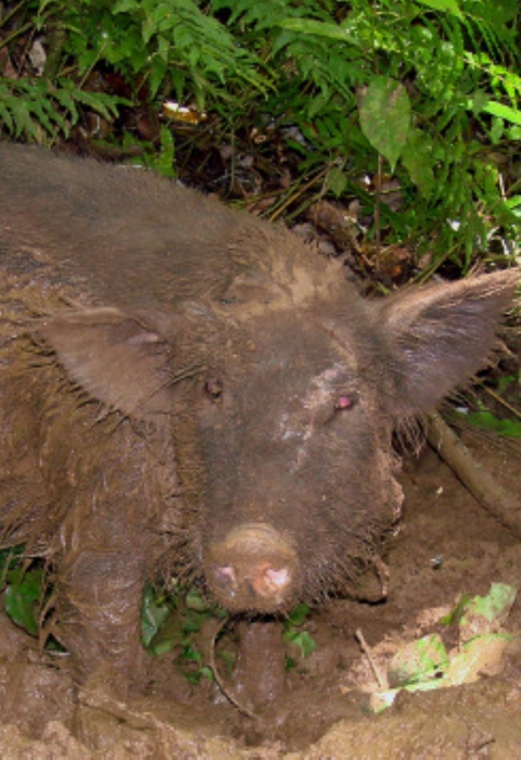 An invasive pig covered in dirt. 