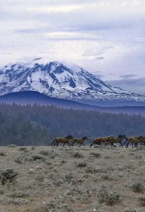 A herd of horse runs across a dry shrub landscape with a forest and mountain in the background