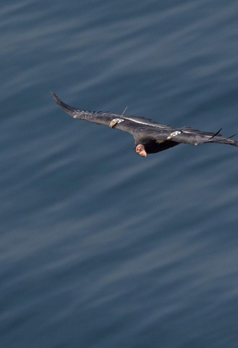 A large condor with black feathers and a red skinned head flies over the open ocean