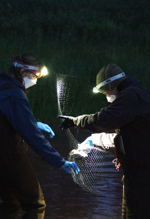 two people with headlamps remove a bad from a mist net at night