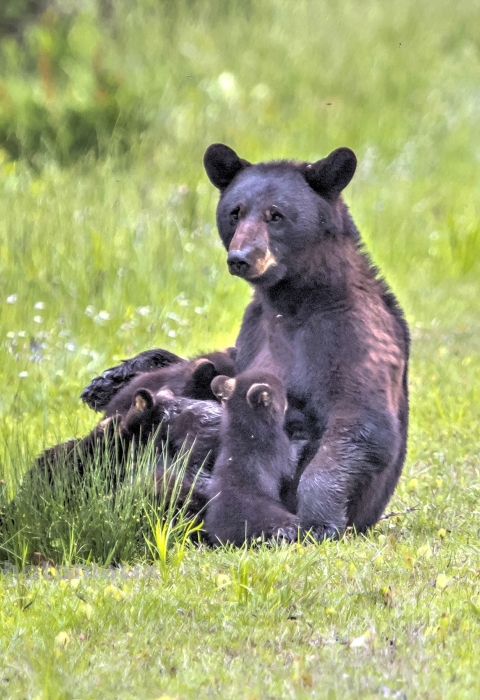 American black bear sow sitting up in field of green grass nursing cubs 