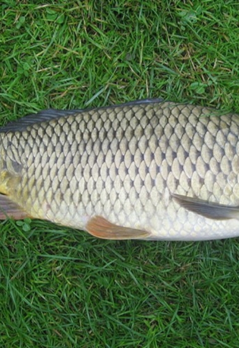 A brown fish with a thick head and small fins lying on grass