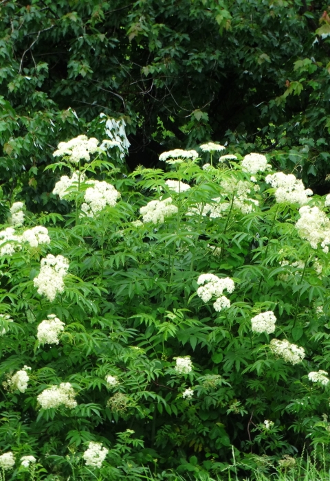 White bunches of app. 1" diameter flowers scattered over a 5 foot tall green shrub