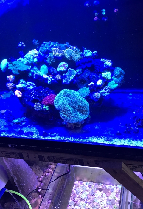 coral in an aquatic tanks under blue light. 