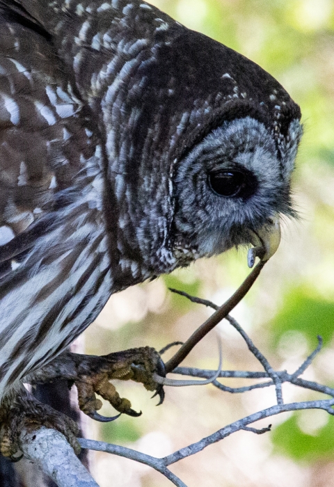 Brown & white barred owl sitting in branches of a tree with small snake being held by one foot and the head end in the beak.