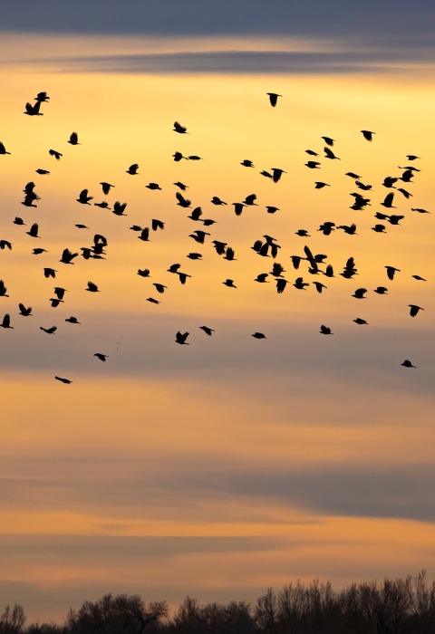 A large flock of birds flies across an orange sky streaked with blue.