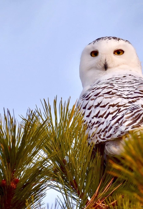 Image of snowy owl in pine