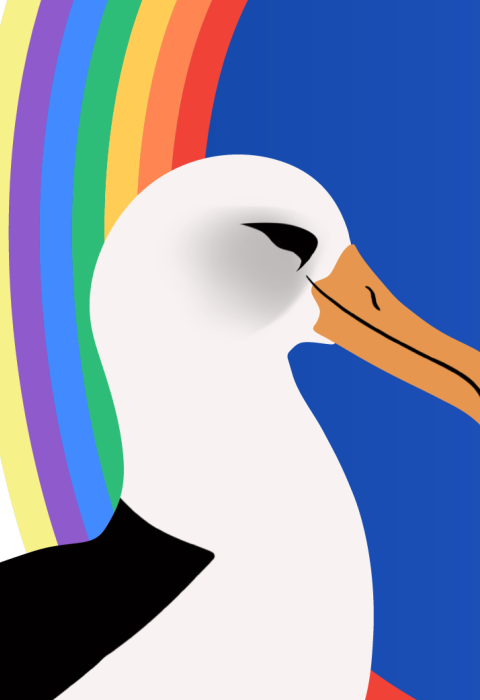A graphic of an albatross sitting in front of a Rainbow and a blue sky. The silhouette of two birds can be seen in the distance.