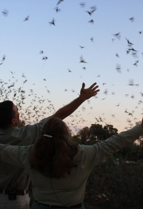 A crowd of people with their arms open stand in front of a flock of bats at dusk 