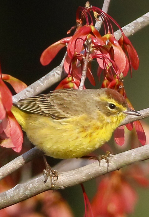 Small, bright yellow & brown bird sits on branches in front of bright red whirlygig seed pod clusters