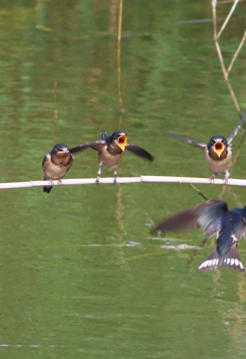5 young fledgling barn swallows lined up left to right standing on a branch hanging over green water as adult swallows swoop with food