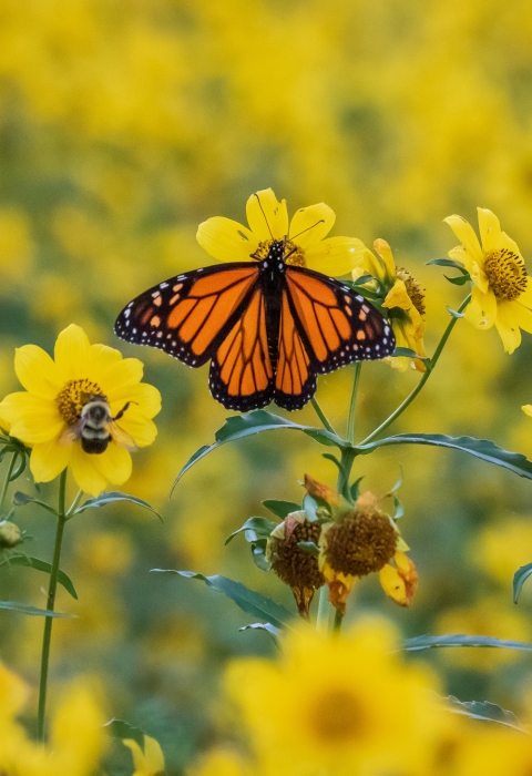 Two monarch butterflies and a bumble bee enjoy a field full of blooming yellow flowers