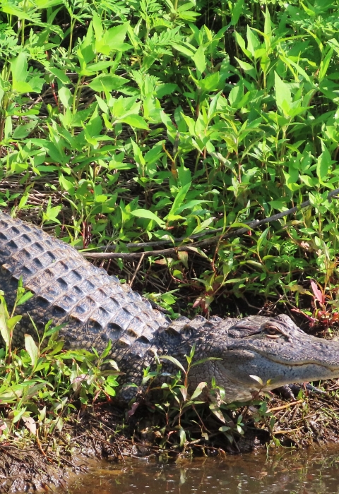 Brown-gray 6 foot alligator right at water's edge, on a green canal bank 