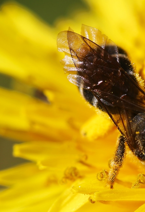 a bee inside of a yellow flower with yellow pollen on its body